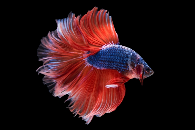 Koi Siamese Betta